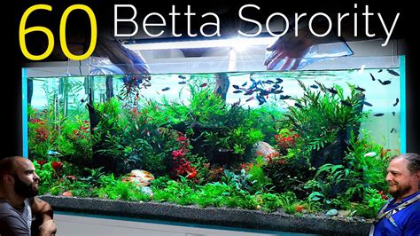 The 7 Best Betta Tanks for Your Beautiful Betta in 2025.